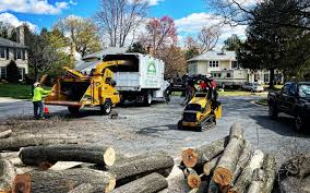 Best Tree Fertilization  in USA